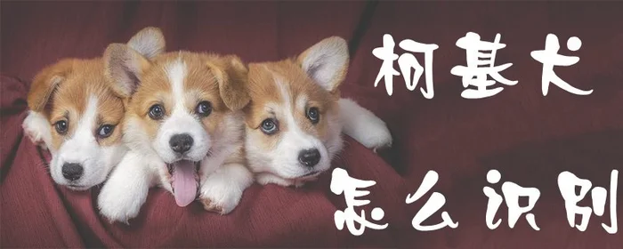 柯基犬怎么识别1