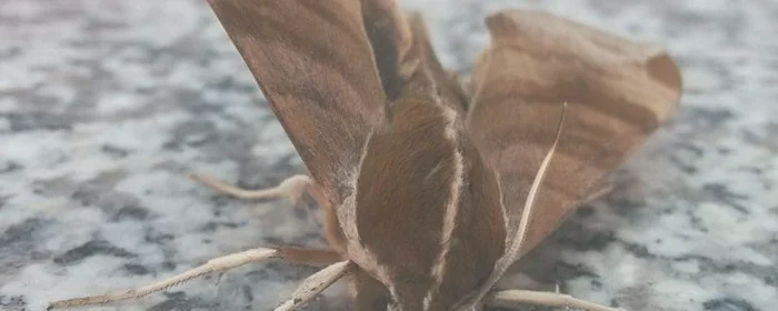 家里有飞蛾怎么消灭