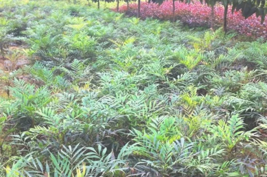 十大功劳的功效与作用，清热解毒净化空气