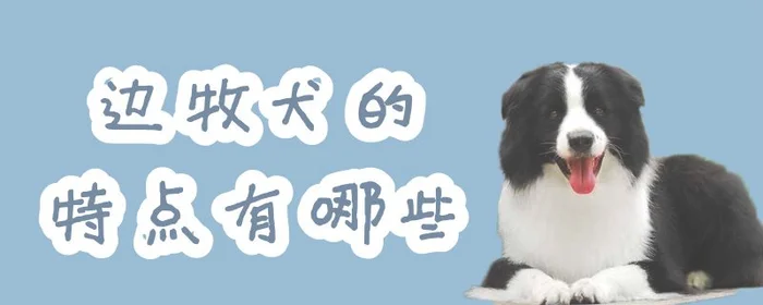 边牧犬的特点有哪些(边牧犬外貌特点)