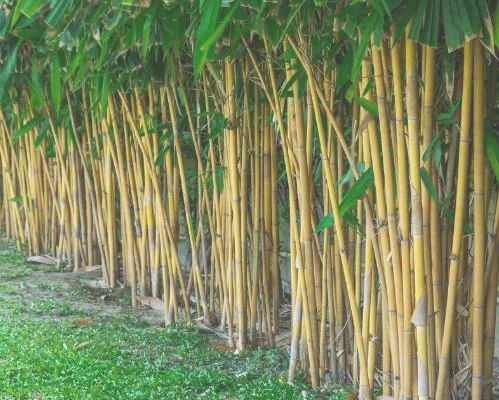 一截竹子怎么种植（6项措施提高成活率）