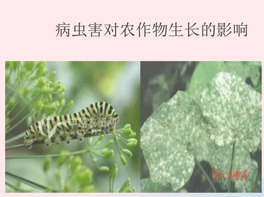 五、病虫害防治
