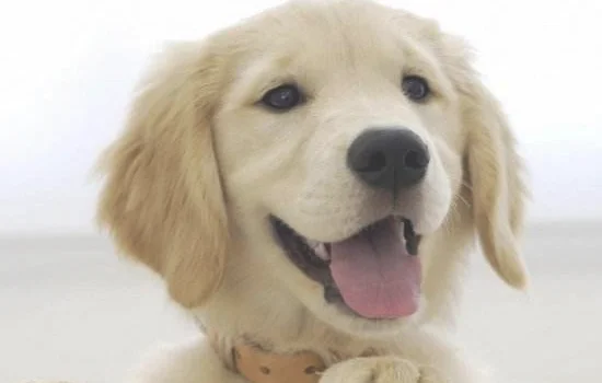 博美犬缺点 看完这些你还想养它吗？