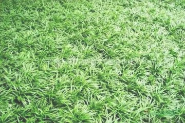 一、选择种植草的品种