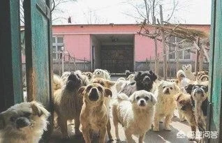 面对国外品种的狗入侵，中国土狗未来将走向何方