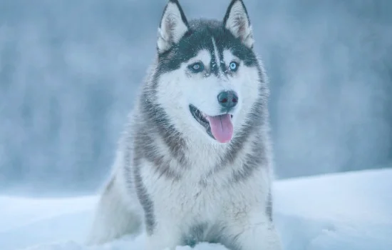 狗拉雪橇是哪个地区(狗拉雪橇是哪个国家)