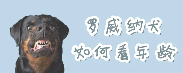 罗威纳犬如何看年龄(纯种罗威纳犬)