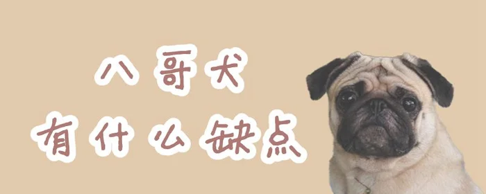 八哥犬有什么缺点(八哥的优缺点)