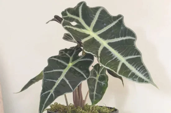 大仙女海芋的养殖方法和注意事项