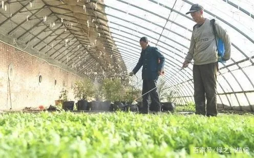 二、施足底肥，提前做好催芽