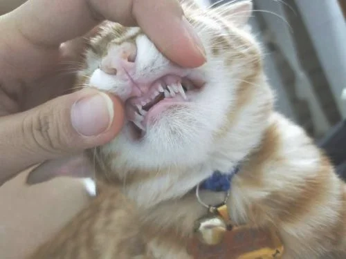 个月的猫牙齿图,大家看看像不像小老虎？"/