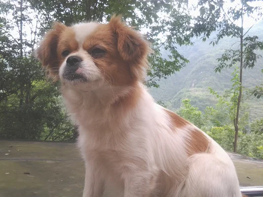 蝴蝶犬和狐狸犬的区别