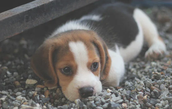 非洲野犬与鬣狗的区别