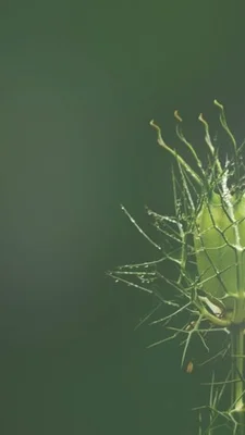 5、玩家们除了制作植物之外，还有着不同形态也是有一点。