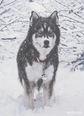 金毛，拉布拉多和哈士奇这三大无攻击性犬，你会选择哪个呢(金毛犬与拉布拉多哪个更聪明)