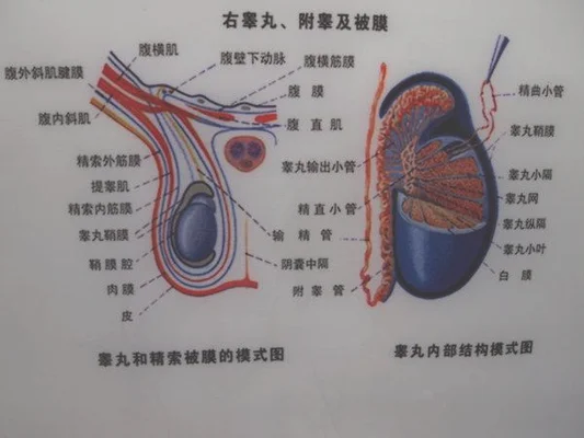 睾丸上提怎么回事？睾丸上提手术怎么做？