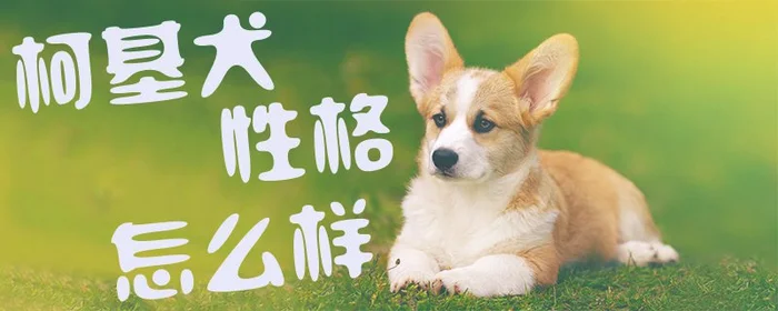 柯基犬性格怎么样1