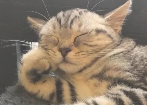 这猫是懂暗示的(说明是个资深猫奴)