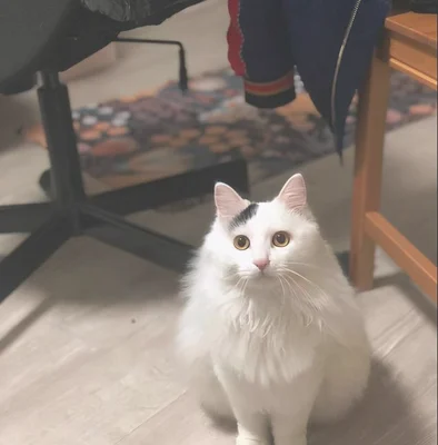 这猫是懂暗示的(说明是个资深猫奴)