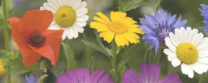 教师节应该送什么花