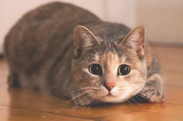 这猫是懂暗示的(说明是个资深猫奴)