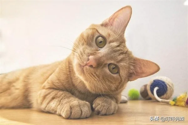 猫子宫蓄脓，绝育该怎么办(猫子宫蓄脓怎么治)