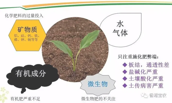 羽裂蔓绿绒怎么种植（锦鲤池边用小水道养出大植物）