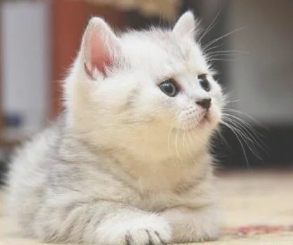 猫子宫蓄脓，绝育该怎么办(猫子宫蓄脓怎么治)