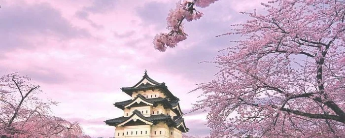樱花为什么是日本国花,樱花是日本人的国
