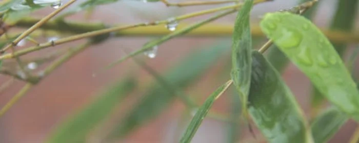 梅雨季节衣服有味道怎么办,雨季衣服有味
