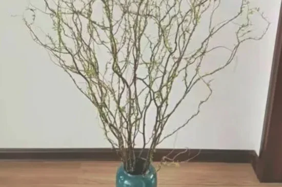 龙柳枝水培可以养多久