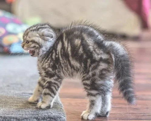 这猫是懂暗示的(说明是个资深猫奴)