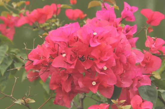 叶子花怎么养才开花多