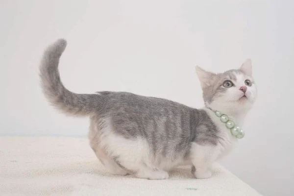 这猫是懂暗示的(说明是个资深猫奴)