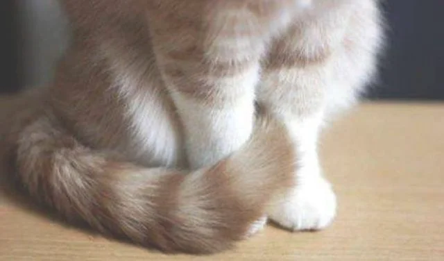 这猫是懂暗示的(说明是个资深猫奴)