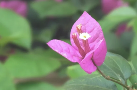 叶子花怎么养才开花多