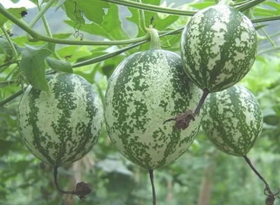 吊瓜的种植技术(吊瓜的栽培技术)