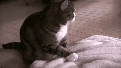 这猫是懂暗示的(说明是个资深猫奴)