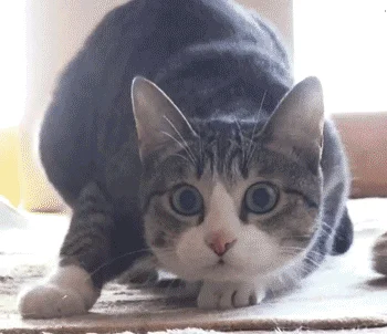 这猫是懂暗示的(说明是个资深猫奴)