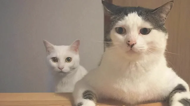 这猫是懂暗示的(说明是个资深猫奴)