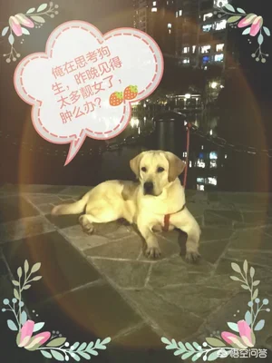 金毛，拉布拉多和哈士奇这三大无攻击性犬，你会选择哪个呢(金毛犬与拉布拉多哪个更聪明)