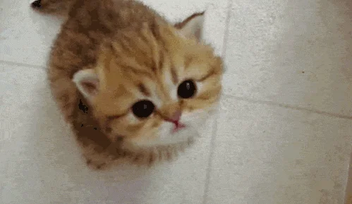 这猫是懂暗示的(说明是个资深猫奴)