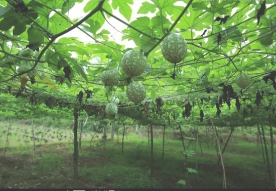 吊瓜种植技术——花果期管理