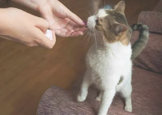 这猫是懂暗示的(说明是个资深猫奴)