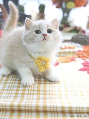 猫子宫蓄脓，绝育该怎么办(猫子宫蓄脓怎么治)