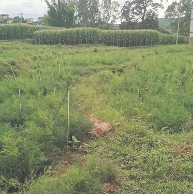 二、种植前景怎么样呢？