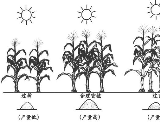 1、合理密植