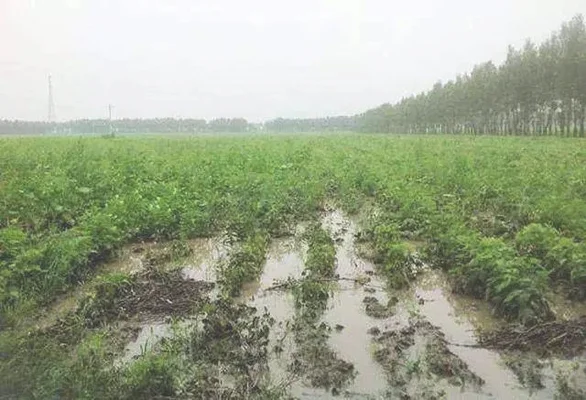 种植的半夏遇到连阴雨怎么办（这里有妙招）