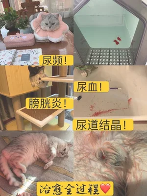 猫咪尿道结晶堵塞吃什么药？