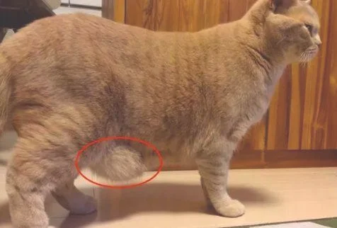 猫肚子下面有一坨软肉,这是什么东西呢？
